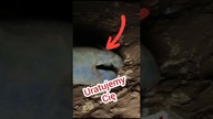  Uratujemy Cię z Tej jaskini żabo #jaskinia #caving #ciekawostki #ciasno #frog #zwierzęta