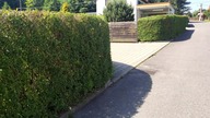 #184 Jak rosną żywopłoty z ligustru pospolitego (Ligustrum vulgare L. )? Ma zalety i wady!
