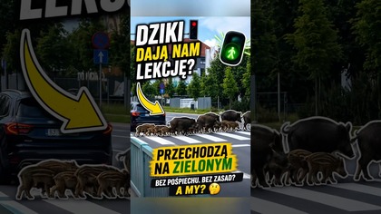 Dziki przechodzą na zielonym.  Czy zwierzęta właśnie dały lekcję kierowcom?  #shorts #dziki