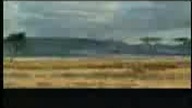 Zwierze