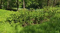 #322 Rdestowiec - jak rośnie najbardziej inwazyjna roślina na świecie?