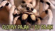 FEEDING PTASZNIKÓW - Hodowla domaga się jedzenia 