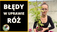 Najczęściej popełniane błędy w uprawie róż w ogrodzie