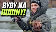 462 PODLODOWE BARKI - RYBY ZZA FILARKA - WROCŁAW