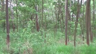Przyroda HD (stabilizacja)