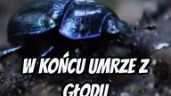 Czy Wiesz Jak DŁUGO Może Żyć KARALUCH?!