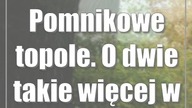 Pomnikowe topole.  O dwie takie więcej w Lublinie
