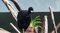 Grey-Winged Thrumpeter