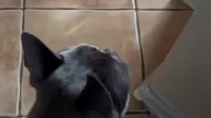 Gwałciciel! Co on tutaj robi!?