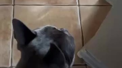 Gwałciciel! Co on tutaj robi!?