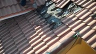 Nietoperze pod dachówkami !