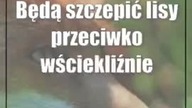 Będą szczepić lisy przeciwko wściekliźnie.  Trzeba zachować ostrożność