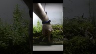 Rośliny invitro w akwarium na ziemi ogrodowej po pół roku.