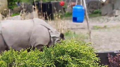 Nosorożce / Rhinos / Zoo Warszawa