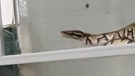 My ball python thinks shes boa #01