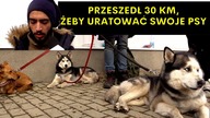 Uciekając przed wojną wziął tylko torbę i TRZY PSY.  Przeszli pieszo 30 km