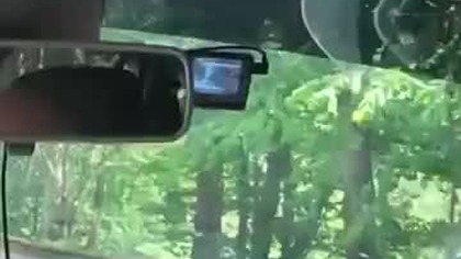 Jakieś dziwne te koty.  #autostop #travel #travelvlog #vlog #bear #podróże #europe #romania