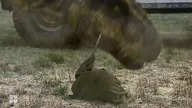 Ostatnie Rekinado; Ząb Czasu  (The Last Sharknado; Its About Time, 2018, Lektor PL)