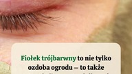  Domowa maseczka na cerę trądzikową z fiołka trójbarwnego