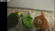 Papuga vs głodny kot