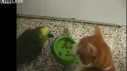 Papuga vs głodny kot