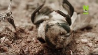 POLSATVIASATNATURE - 02-12-2024 - Reklamy, Zapowiedzi, Ident