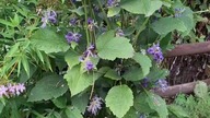 Clematis Casandra #Clematis