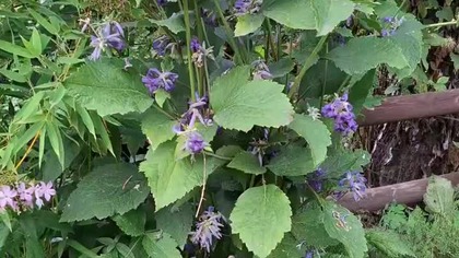 Clematis Casandra #Clematis