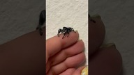 Hi! My little friend