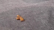 One Cat, Six Treats, Two Sandwiches