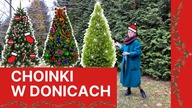 Żywa CHOINKA w doniczce Co zrobić z iglakiem w doniczce po świętach, jak przechować, jak posadzić ?