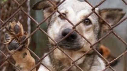 Uwięziony pies na balkonie w klatce metalowej