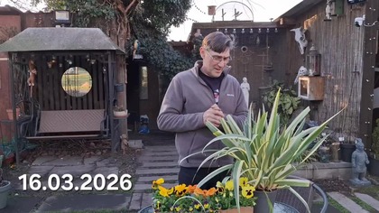 Sadzimy kwiaty * Irys Dachowy Cruella * 16. 03. 2026