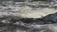 Wyprawa z tatą (2017) Lektor pl