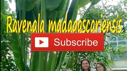 165.  Cz. 1 Pielgrzan madagaskarski Ogród botaniczny Uniwersytetu Warszawskiego