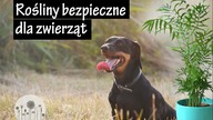Rośliny domowe bezpieczne dla zwierząt.  10 przyjaznych roślin dla psów i kotów