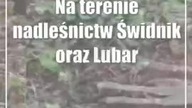 Świdnik: Kłusownicy w akcji