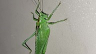 2021-07-26 Bush-cricket (Tettigonia viridissima) in our corridor.