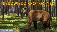 Niedźwiedź krótkopyski - największy, lądowy mięsożerca plejstoceńskiej Ameryki