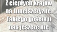 Z ciepłych krajów na Lubelszczyznę.  Takiego gościa u nas jeszcze nie było