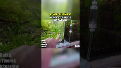 Rośliny marnieją w oczach...  Co poszło nie tak? 
