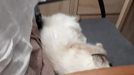 Sleeping cutie