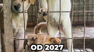 Co nowego w Korei? Parlament przyjął prawo zakazujące uboju i sprzedaży psiego mięsa od 2027 roku! 