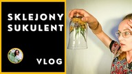 Sukulenty z Marketu.  Ostatnie przesadzanie roślin domowych w tym roku- sukulenty, kaktusy VLOG
