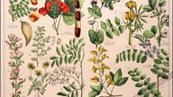 Bobowce - chromolitografia z 1887 r.