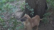 LiveLeak - Awesome pup rescue
