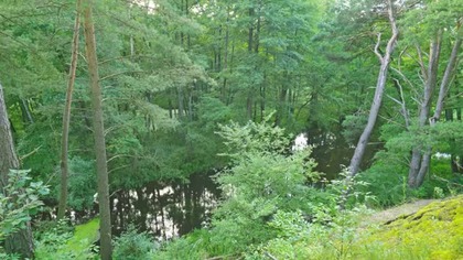 Secret Forest River Ambience | Deep Summer Calm for Sleep & Study