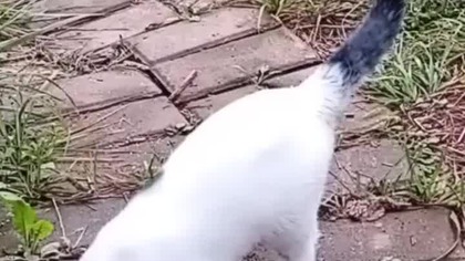 Kodi i jej nowy przyjaciel #hodowlagolebi #pigeon #fus #kotigołąb