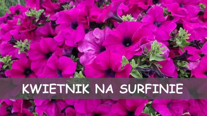  KWIETNIK NA SURFINIE.  Elementy dekoracyjne w ogrodzie.