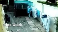 Dwa bull terriery radośnie witają niespodziewanego gościa +18